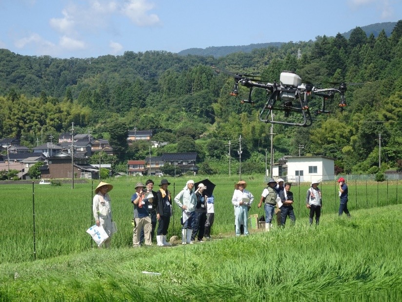 ドローン施肥を生産者とともに確認